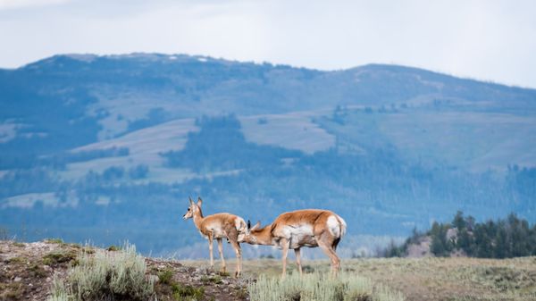 Lamar Valley by null