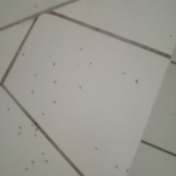 Ants all over floor in room Ants all over floor in room