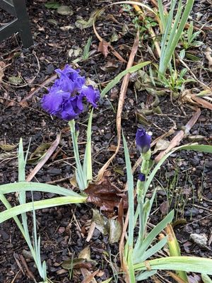Tulsa Botanic Garden by null