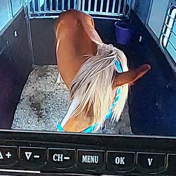 Blew By U Horse Transportation - Pet Services Near Me - Santa Rosa, California Blew By U Horse Transportation - Pet Services Near Me - Santa Rosa, California