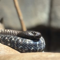 Kansas City Zoo & Aquarium