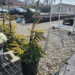 Kurtz Bros. Mulch & Soils