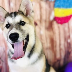 Southern Paradise Pet Supply & Salon - Husky/wolf