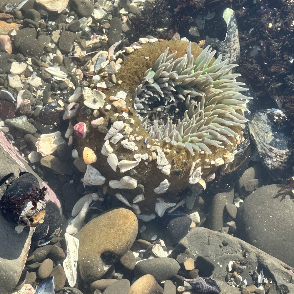 Fitzgerald Marine Reserve - Parks Near Me - Moss Beach, California