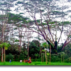 Hawaii Vipassana