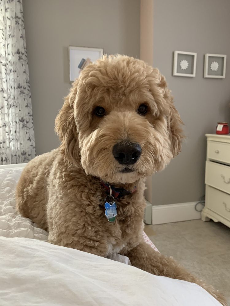 DOGGY STREET DOG GROOMING Updated June 2024 184 Photos & 107