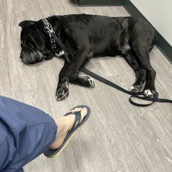 Lannon's Animal Hospital - Emergency Vet-Elizabeth City,NC. He's never been this relaxed. They are Phenomenal!!!