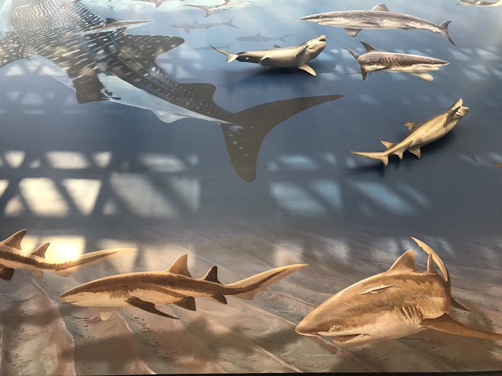 NOVA SOUTHEASTERN UNIVERSITY RICK CASE ARENA - 29 Photos - 3301 College