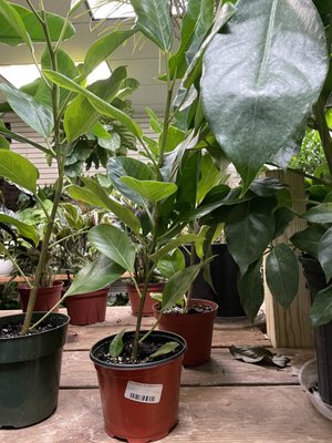 Dahing Plants & Landscaping by null