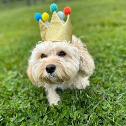 Wagsworth Manor Pet Resort - Toffee celebrating his birthday at wagsworth