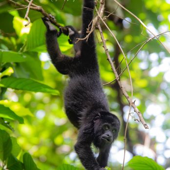 Chan-Kah Resort Village - Monkey alarm clock! - Hotels Near Me - Palenque, CHP