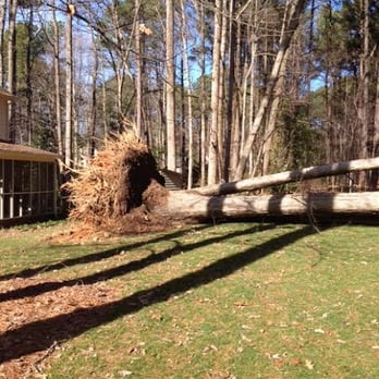 North Raleigh Tree Service - Tree Services Near Me North Raleigh Tree Service - Tree Services Near Me