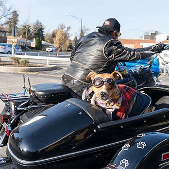 HealthStop - Because of course you'd expect to see a dog in a motorcycle at HealthStop. - Urgent Care Near Me - Berwyn, Illinois HealthStop - Because of course you'd expect to see a dog in a motorcycle at HealthStop. - Urgent Care Near Me - Berwyn, Illinois