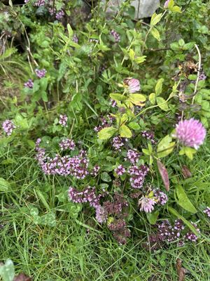 Connemara National Park by null