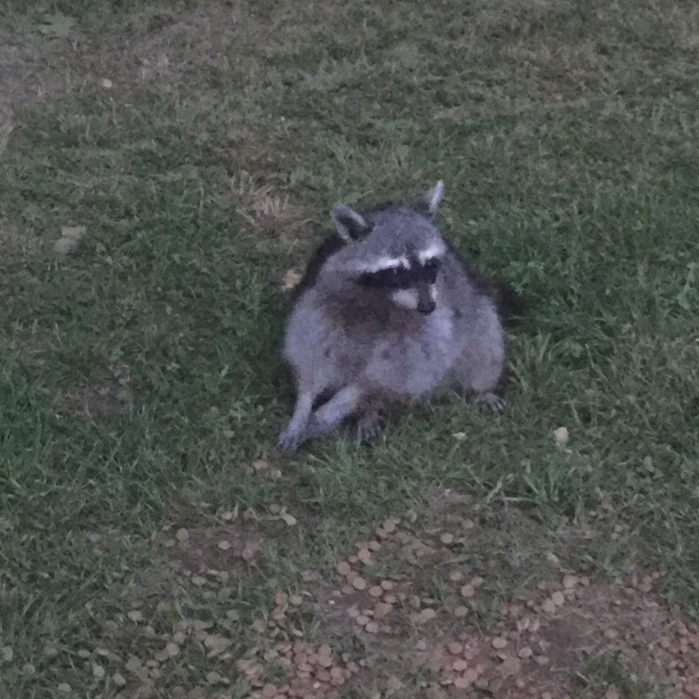 Lake Elmdale - Coon is eating - Boating Near Me - Elm Springs, Arkansas Lake Elmdale - Coon is eating - Boating Near Me - Elm Springs, Arkansas