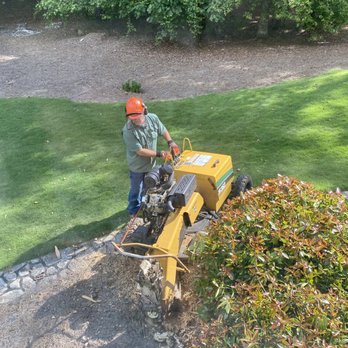 Georgia Stump Grinders - Tree Services Near Me - Fayetteville, Georgia Georgia Stump Grinders - Tree Services Near Me - Fayetteville, Georgia
