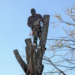 Chavo Tree Services