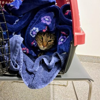 Mid-Cities Animal Urgent Care - Veterinarians Near Me - Euless, Texas Mid-Cities Animal Urgent Care - Veterinarians Near Me - Euless, Texas