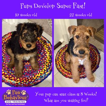 paw behaviour puppy school