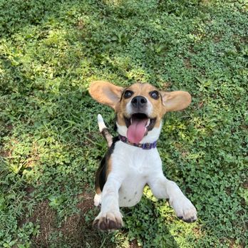 Golden Wood - Pet Sitting Near Me - Fairplay, Maryland