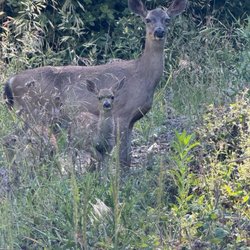 Deer family on property