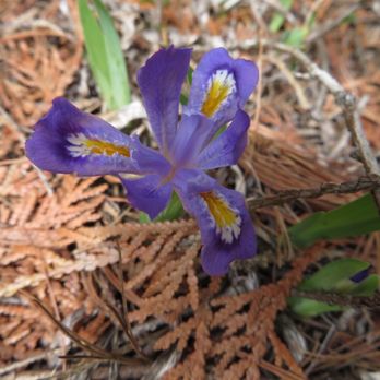 Ridges Sanctuary - Tiny iris - Community Service/Non-Profit Near Me - Baileys Harbor, Wisconsin