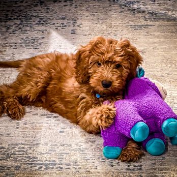 Fluffy's Pet Resort - My favorite cuddle buddy! - Pet Boarding Near Me - Fort Worth, Texas Fluffy's Pet Resort - My favorite cuddle buddy! - Pet Boarding Near Me - Fort Worth, Texas