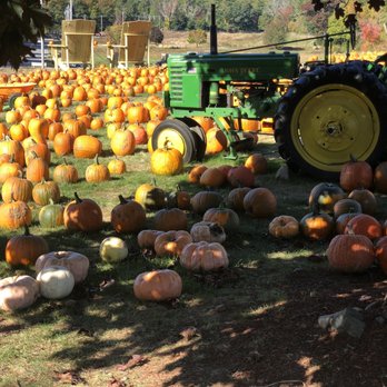 Marini Farm - pumpkins and a tractor in a field - Christmas Trees Near Me - Ipswich, Massachusetts