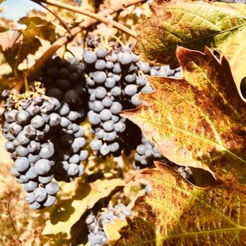 Crystal Basin Cellars - Wineries Near Me - Camino, California