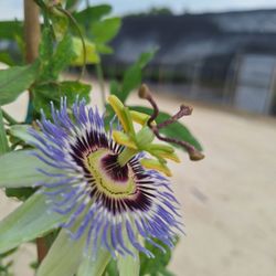 Gringo Gardens