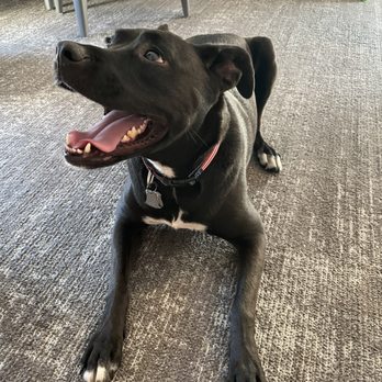 Quirk Hotel - Dog - Hotels Near Me - Charlottesville, Virginia