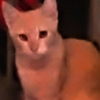 Purradise Cat Care Inc. - Miracle healing of Creamie - Veterinarians Near Me - Honolulu, Hawaii Purradise Cat Care Inc. - Miracle healing of Creamie - Veterinarians Near Me - Honolulu, Hawaii