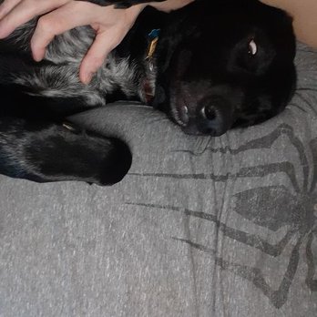 Two Brothers Pizza - a black dog laying on a person's lap - Pizza Near Me - Harrisburg, Pennsylvania