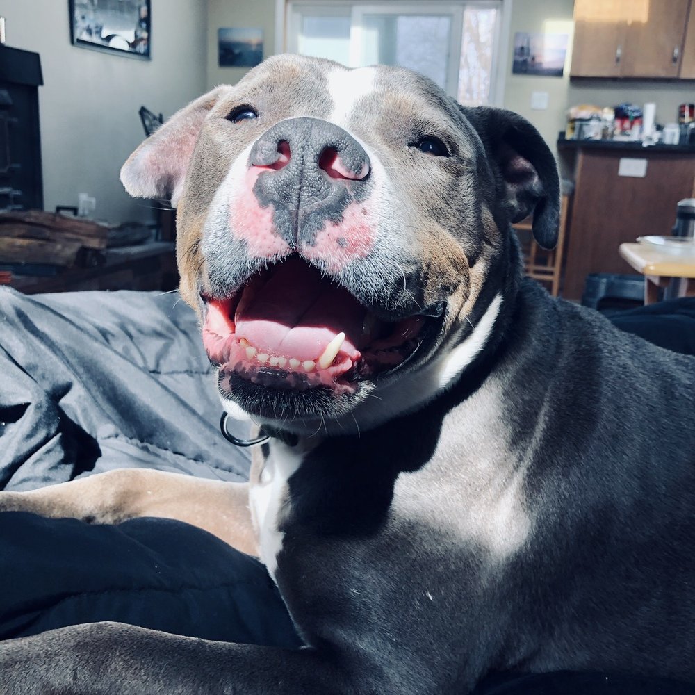 Riverhead Animal Shelter - Happy dog, happy life! NFAWL - Animal Shelters Near Me - Riverhead, New York Riverhead Animal Shelter - Happy dog, happy life! NFAWL - Animal Shelters Near Me - Riverhead, New York