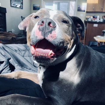 Riverhead Animal Shelter - Happy dog, happy life! NFAWL - Animal Shelters Near Me - Riverhead, New York Riverhead Animal Shelter - Happy dog, happy life! NFAWL - Animal Shelters Near Me - Riverhead, New York