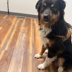 Palisade Pet Care