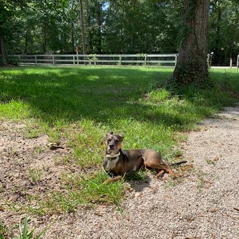 All Star Pet Services - All Star Pet Services - Pet Sitting Near Me - Kingwood , Texas All Star Pet Services - All Star Pet Services - Pet Sitting Near Me - Kingwood , Texas