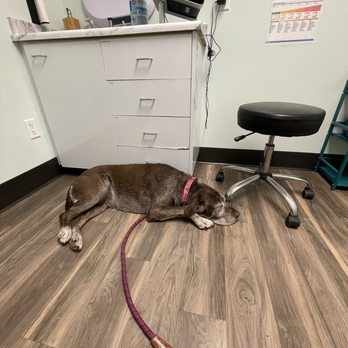 Bozeman Pet Hospital - Treatment room - Veterinarians Near Me - Bozeman, Montana Bozeman Pet Hospital - Treatment room - Veterinarians Near Me - Bozeman, Montana