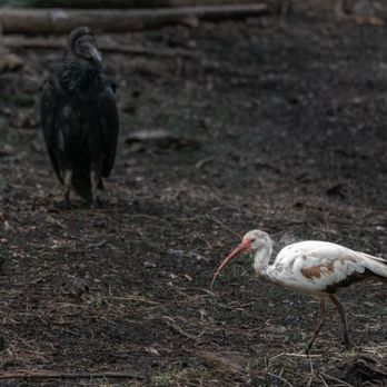 Audubon's Corkscrew Swamp Sanctuary - White Ibis and vulture - Hiking Near Me - Naples, Florida