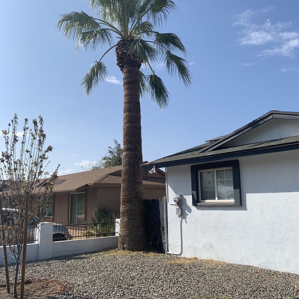 Shady Tree Services and Landscaping - Palm tree after - Tree Services Near Me