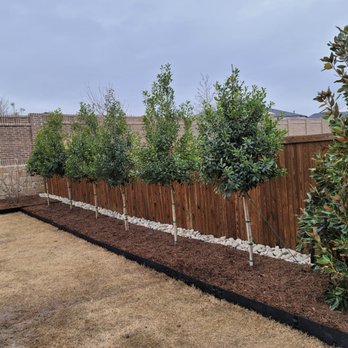 Olin Landscape Maintenance - a row of trees planted along a fence - Landscaping Near Me Olin Landscape Maintenance - a row of trees planted along a fence - Landscaping Near Me
