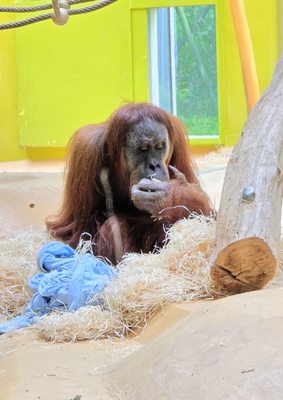 Hellabrunn Zoo by null