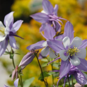Perennial Point - Columbines - Nurseries & Gardening Near Me - Wilkes Barre, Pennsylvania Perennial Point - Columbines - Nurseries & Gardening Near Me - Wilkes Barre, Pennsylvania