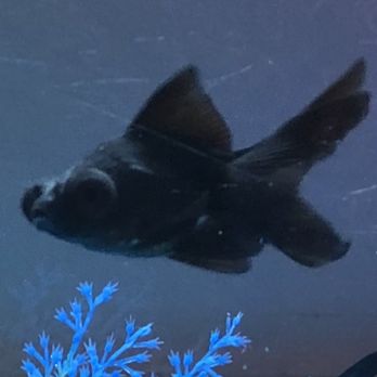 PetSmart - White fungal spots on body and tail moments after purchasing from store. - Pet Training Near Me - Oak Creek, Wisconsin