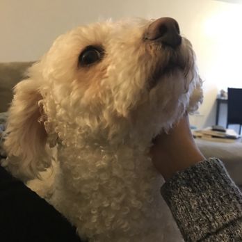 Dog Gone Pretty - Pet Groomers Near Me - Huntington Beach, California