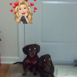 Cristi's Dog Grooming