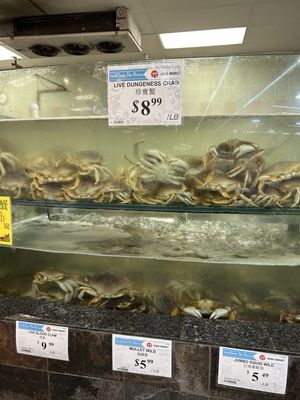 Hashi Market by null