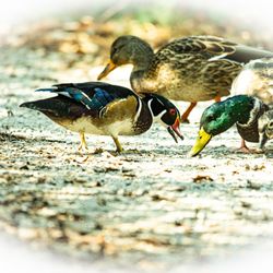 The George C Reifel Migratory Bird Sanctuary