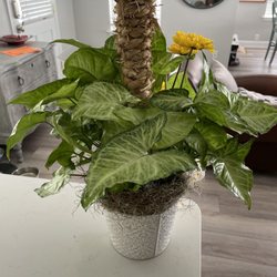 Bright & Beautiful Flowers & Gifts - Plant with flowers that was sent.