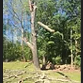 Tarzan Tree Removal - Tree Services Near Me - Elmvale, Ontario Tarzan Tree Removal - Tree Services Near Me - Elmvale, Ontario